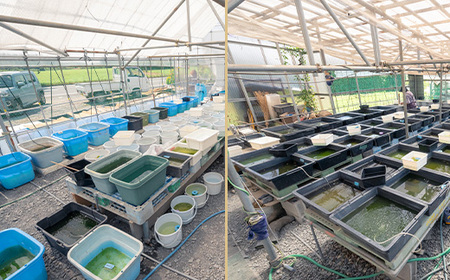 675 メダカ ダルマミックス 10匹 改良メダカ【トリハタメダカ】