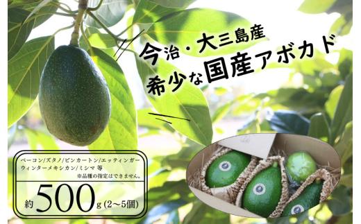 《先行予約》希少な国産　大三島アボカド500g [LB01340]
