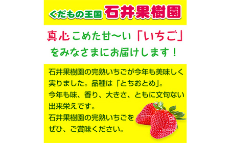 石井果樹園の完熟いちご とちおとめ 2Lサイズ 1kg（250g×4パック） イチゴ 苺 福島県 鏡石町 F6Q-393