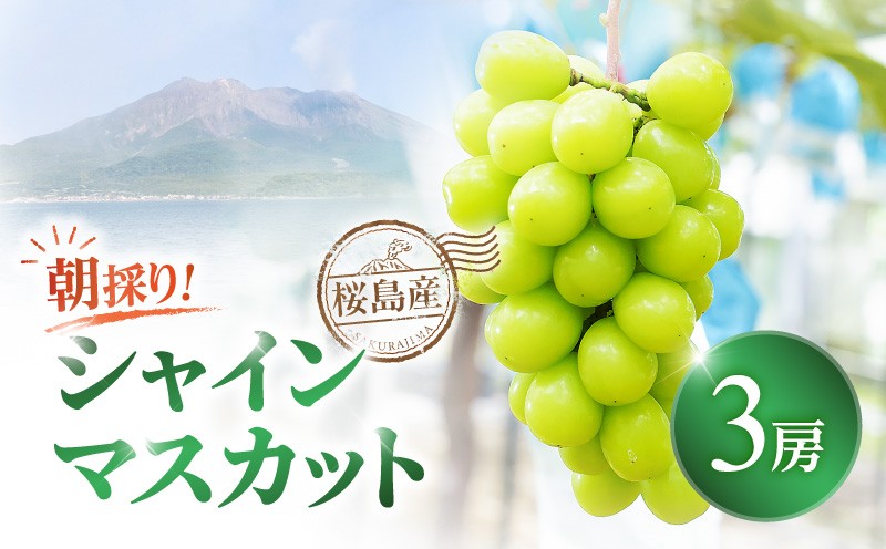 
                  【2026年先行予約】【桜島産】シャインマスカット 3房　K260-001_03
                