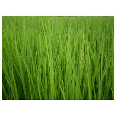 ふるさと納税 南砺市 富山県産こしひかり　育(はぐくみ)贈答用　300g(2合)セットB　《南砺の逸品》 |  | 03