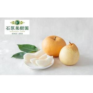 梨 2026年  あたご梨・鴨梨（ヤーリー）詰合せ 合計約3kg 贈答箱赤秀【ナシ なし 岡山県産 国産 フルーツ 果物 ギフト 石原果樹園】
