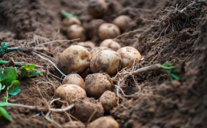 北海道産 じゃがいも ゆめいころ 10kg 《足寄町》【北海道エア・ウォーター・アグリ株式会社】 [BEBO001]