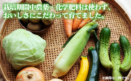 栽培期間中農薬化学肥料不使用 旬のココニコ無農薬野菜セット 7~8品 / 野菜 やさい 新鮮 旬 採れたて おいしい 産地直送 産直 露地栽培 こだわり 定番野菜 伝統野菜 めずらしい野菜 フレッシュ