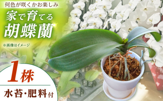 【家で育てる胡蝶蘭！】 胡蝶蘭 を育てようセット（苗、水コケ、肥料）【足柄金太郎洋蘭園】開成町 洋蘭 蘭 お花 生花 苗 花苗 胡蝶蘭 こちょうらん ギフト [BDAB003]