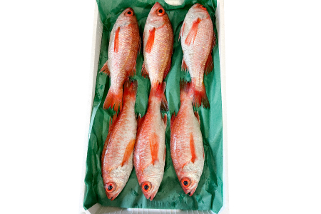 大サイズ！極上のどぐろ（水揚げ次第発送）【のどぐろ あかむつ ノドグロ 2尾 魚 さかな 旬 国産 高級魚 地魚 水揚げ直後 新鮮 冷蔵 ノンフローズン お取り寄せ 季節限定 大田市】