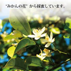 はちみつ太良 2kg