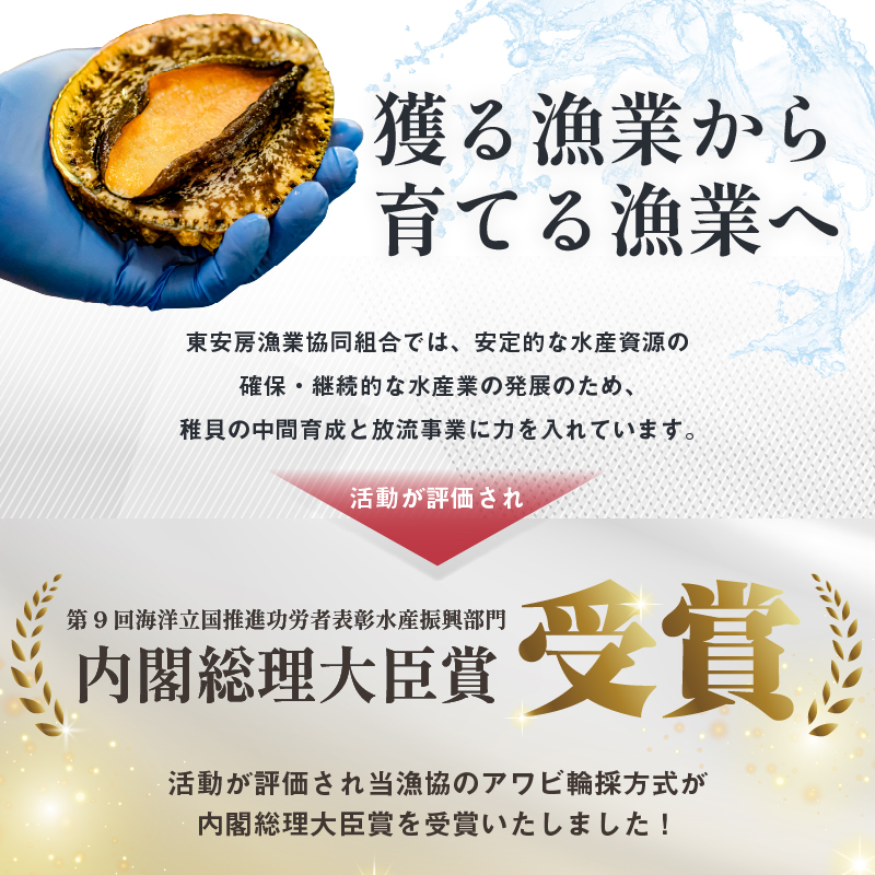 房州産大伊勢えび　約1kg えび 伊勢海老 国産 海産物 房州えび