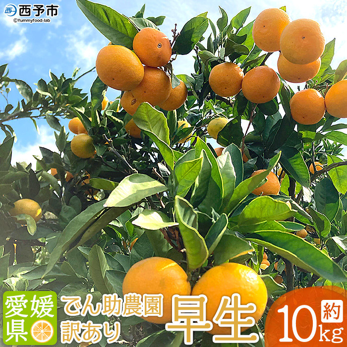
                  でん助農園の温州みかん（早生）　訳あり　10kg
                