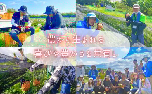 ☆新感覚の味わい☆桃のような甘～い香りのする芳醇なパイナップル　『完熟ピーチパイン』 約1kg（1～2個入） 約1kg（1～2個入）