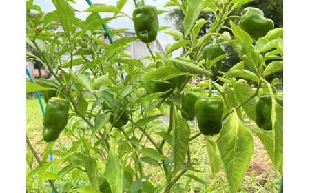 先行予約 農家直送！ ピーマン 1kg 野菜 料理 ピーマン