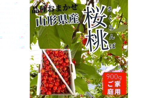 朝採りさくらんぼ（品種おまかせ）９００ｇ以上　ご家庭用　0079-2504