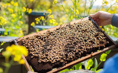 高原町産天然はちみつ 1.2kg(600g×2本) 国産のおいしい蜂蜜 TF0364-P00011