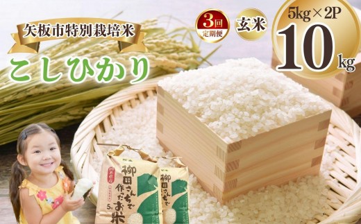 [定期便3回]矢板市特別栽培米 こしひかり 玄米 5kg×2P | お米 米 こめ 白米 玄米 にじのきらめき コシヒカリ こしひかり 美味しい お弁当 選べる エコ スマート 環境 手間暇 土づくり  ふるさと 納税 栃木県 矢板市