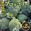 【ふるさと納税】鮮度抜群！ブロッコリー 約2kg （2024年11月下旬より順次発送）朝採り 朝採れ 朝どれ ブロッコリー 野菜 サラダ 食品 名産 四国 F5J-368