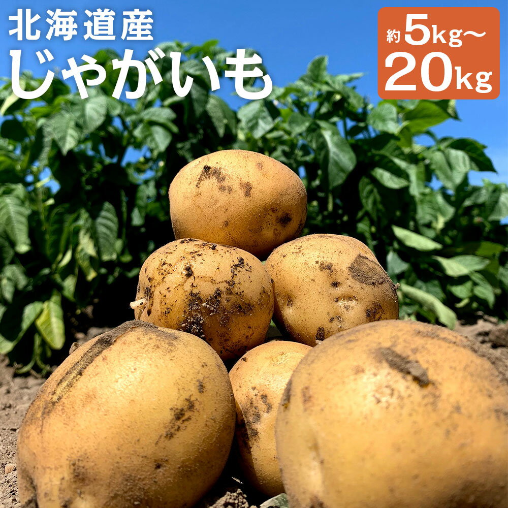 【ふるさと納税】北海道産じゃがいも 男爵/キタアカリ 約5kg/約10kg/約20kg 選べる種類 選べる内容量 M～2Lサイズ混載 じゃがいも芋 野菜 山田農場 京極町産 北海道産 国産 送料無料【2025年9月下旬～2026年3月上旬に順次発送予定】