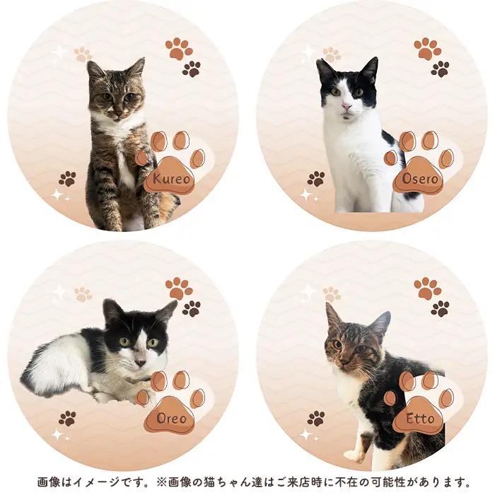 猫ルーム1時間利用チケット3枚 ／ hinacafe 猫カフェ 保護猫 遊び 触れ合い 写真撮影 まったり 癒し 山口県 No.203
