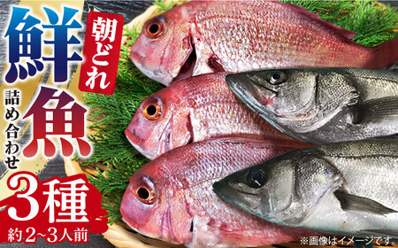 朝どれ 鮮魚 詰め合わせ 3種（2-3人前） 下処理 あり / アジ アラカブ タイ カワハギ など  魚 新鮮 セット 冷蔵 産地直送 下処理済み / 南島原市 / 美吉屋 [SDW003]