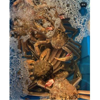 ふるさと納税 若桜町 【先行予約】【魚倉】タグ付き生松葉ガニ(中650g) |  | 01