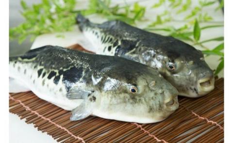 【淡路島3年とらふぐ】鍋白子 ふぐ鍋・白子セット（3～4人前）