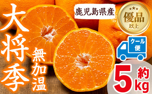 i636 ≪先行予約受付中！2027年1月中旬以降順次発送予定≫【冷蔵便】大将季＜無加温＞ (約5kg) 国産 みかん 柑橘 種果物 くだもの フルーツ 旬 糖度抜群 【JA鹿児島いずみ(果実課)】