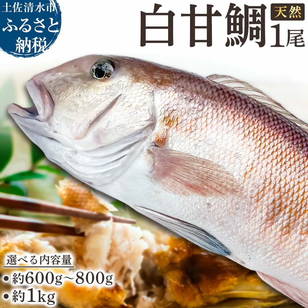 【ふるさと納税】天然 白甘鯛 1尾（約600g～800g）※下処理なし・指定日不可※ 希少 高級魚 白アマダイ タイ 鯛 甘鯛 あまだい 刺身 お刺身 刺し身 丸ごと 1本 1尾 お造り 冷蔵 冷蔵 高知県 高知 土佐清水市 ふるさとのうぜい 故郷納税【R01545】