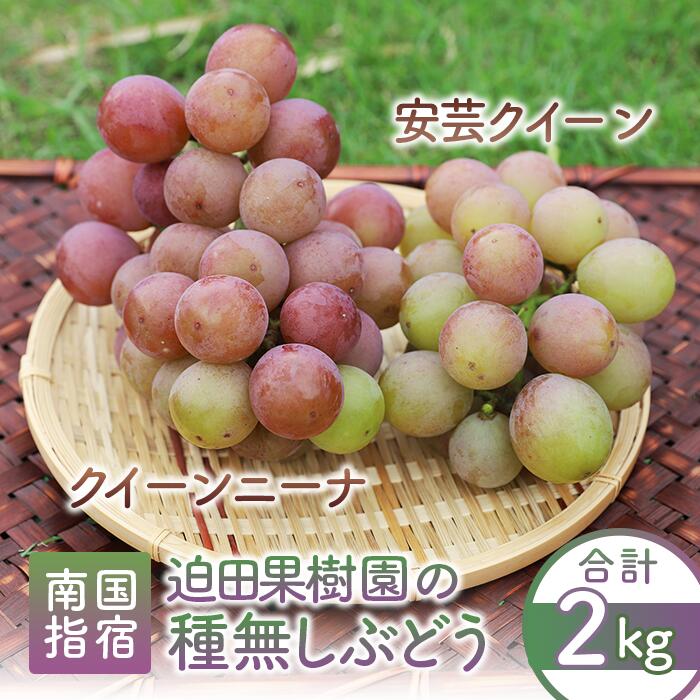 【ふるさと納税】【2025年8月上旬〜順次発送】＜期間限定＞鹿児島県指宿市産の種無しぶどう！クイーンニーナ・安芸クイーン(4〜6房・合計約2kg) フルーツ 果物 果実 ブドウ 葡萄 スイーツ 期間限定 種なし【迫田果樹園】