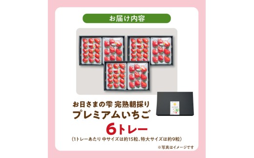 数量限定！お日さまの雫  完熟朝穫りプレミアムいちご　６トレー AM-0006