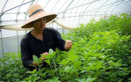 【5月中旬～6月中旬限定発送！】いわき農園のスナップエンドウ 1kg 三陸山田 山田町 野菜 幸姫 有機栽培 無農薬 YD-829