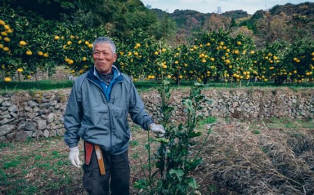 土佐文旦 5kg 贈答用 文旦