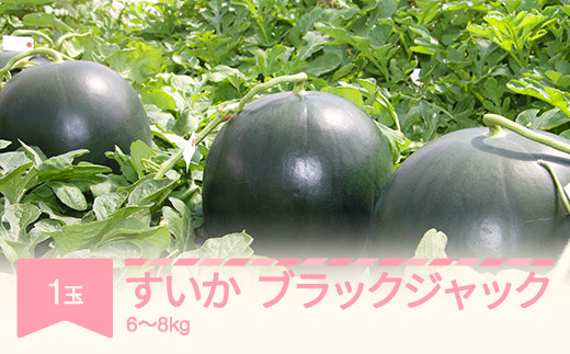 【先行予約】すいか ブラックジャック 1玉 (6〜8kg) 令和9年産 2027年産 山形県産 mm-subjx1