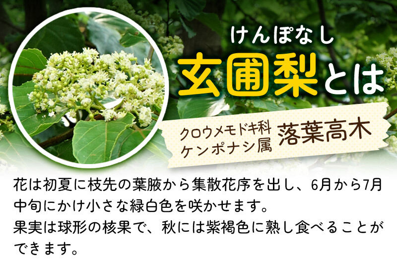 【令和8年度産】小松養蜂場 はちみつ 秋田県産 100％ 玄圃梨蜂蜜 1kg [はちみつ ハチミツ 蜂蜜 国産 秋田県産]