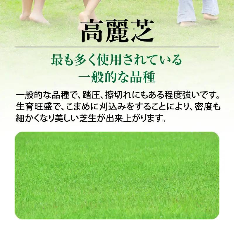 【10月から5月に発送】 高麗芝（10平方メートル） KN177-003-02 庭 芝生