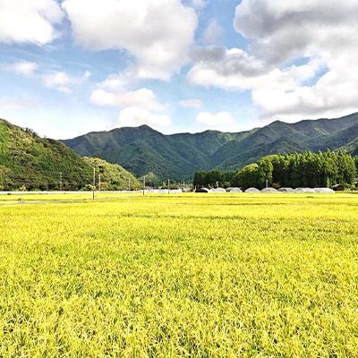 ふるさと納税 吉賀町 令和7年産　吉賀町広石産コシヒカリ　清流高津川のお米　精米10kg |  | 03
