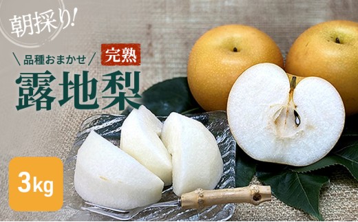 【8月中旬以降順次配送】朝採り！品種おまかせ完熟露地梨3kg【配送不可：離島】 ナシ 果物 フルーツ [№5786-4678]