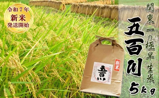 《令和７年産 新米》【米屋新蔵】関東一の極早生米『五百川』５kg　[0016-0026]