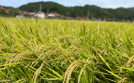 きぬむすめ 令和5年 5kg×2袋 セット 米 コメ こめ 萩産 KAMITAMA