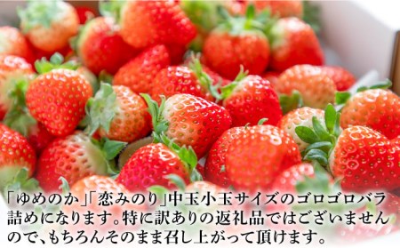 【先行予約受付中】【全3回定期便】 《R6年2月～4月出荷》お徳用 いちご 1kg 苺 バラ詰め ゆめのか 恋みのり ゴロゴロ生 イチゴ 中玉小玉サイズ 《壱岐市》【蒼花】 [JEO004] 2700