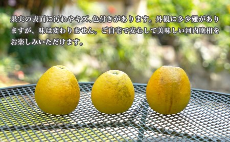 訳あり みかんの山祥が贈る 樹齢25年以上の河内晩柑 中玉 6kg L~2Lサイズ （サイズミックス） みかん 蜜柑 河内晩柑 愛南ゴールド 果物 フルーツ 柑橘 ゼリー ジュース みかんの山祥 愛南