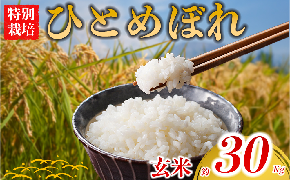 【選べる品種】 特別栽培米 ひとめぼれ 約30kg×1（玄米）阿蘇アグロスタイル R7年産 精米 米 ごはん 人気 美味しい 甘味 もちもち なめらか 減農薬 湧水 熊本県 阿蘇市 ひとめぼれ（玄米）