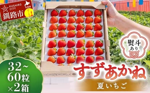 ＜無地熨斗あり＞ 2026年先行予約 北海道産いちご すずあかね 32～60粒×2箱 【2026年6月末から順次発送】 夏いちご イチゴ 苺 フルーツ 果物 ジャム スイーツ 贈答用 ギフト 国産 北海道 釧路市 いちご F5F-0107