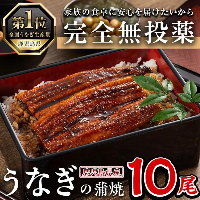 うなぎ 無投薬 鹿児島県産 (1尾あたり136g～155g×10尾) うなぎ 【西日本養鰻】D34