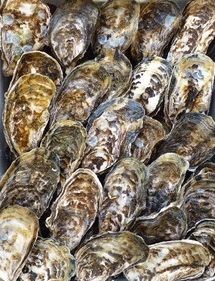 殻付活牡蠣カンカン焼セット3kg(加熱用)（予約受付中：旬にお届け！2025年12月中旬頃から期間限定出荷！）【H-1】