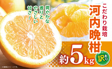 こだわり栽培 訳あり 河内晩柑 約 5kg iFARM 岩城農園 | フルーツ 果物 くだもの 柑橘類 柑橘 晩柑 河内 晩柑 みかん ミカン 訳アリ ご家庭用 家庭用 5キロ 熊本県 玉名市