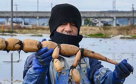 レンコン 斎藤さん家の「生」れんこん 約2kg (約2〜3本 節数：8〜10節）【2025年9月上旬〜2026年3月上旬発送予定】レンコン 泥付き 産地直送 蓮根 熊本県産 国産 九州 熊本県 宇城市