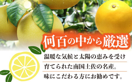 【先行予約】南国高知温室土佐文旦 約5kg 8玉〈2025年11月中旬～2026年2月中旬頃発送〉/ 文旦 ぶんたん フルーツ 果物 5キロ 高知県 【フルーツショップオザキ】[ATAH015]
