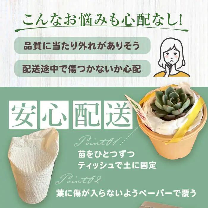 多肉植物 苗 35個セット / インテリア 多肉植物[AFAT009]