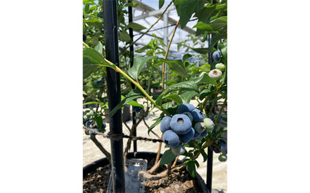 No.538 茨城県産　坂東市（生）完熟ブルーベリー1kg（125g×8P）