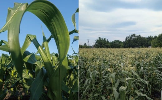 訳あり とうもろこし 計 10本 約 4 ～ 5kg おまかせ 雪の妖精 ミルフィーユ 訳アリ 訳有 朝採り とれたて トウモロコシ 先行予約 2026年6月発送 コーン 新鮮 ジューシー 甘い 美味
