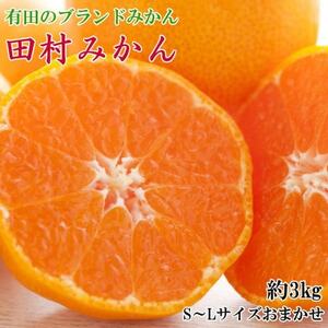 【ブランドみかん】田村みかん約3kg(S.M.Lサイズおまかせ・秀品)【日高町】【1657411】
